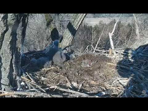 Decorah Eagles a bold Nuthatch checking out the nest 04 23 2018