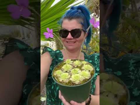 バターワート、ピンギキュラ 植物