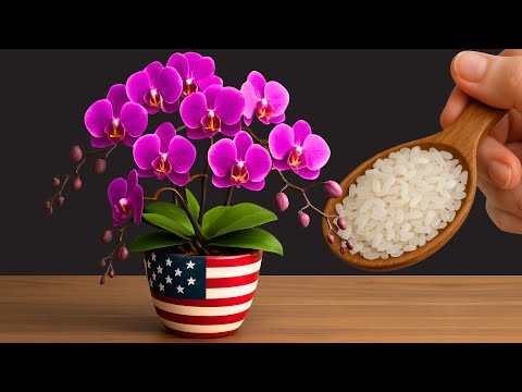 Sprinkle 1 Teaspoon and Your Orchids Are Guaranteed To Bloom More