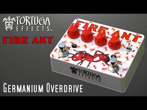 Tortuga Fire Ant image 4