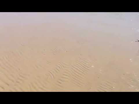 Paradise  sandy beach! Lopar! Island Rab ! Croatia full of life