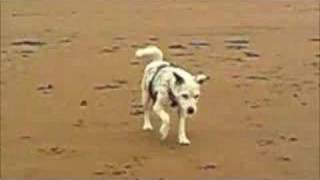 preview picture of video 'Percy the Parson Russell Terrier at the beach'