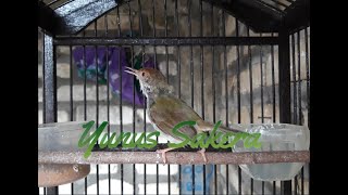 Download lagu Suara Prenjak Lumut Jantan Gacor, VOLUME Lantang & JERNIH , Cocok Sebagai Pikat mp3