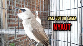 Download lagu trucukan gacor TARUNG ROPEL PANJANG pancingan trucukan agar bunyi jadikan burung trucuk gacor NYAUT mp3 Download lagu trucukan gacor TARUNG ROPEL PANJANG pancingan trucukan agar bunyi jadikan burung trucuk gacor NYAUT mp3
