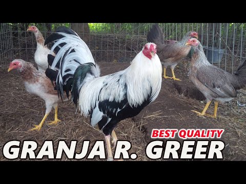 Grey Asil Leiper Hatch Kelso Bulicos - GRANJA R. GREER Beautiful Birds