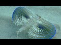 Facts: The Flying Gurnard