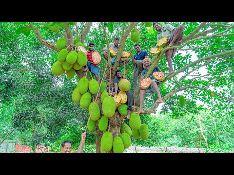 JACKFRUIT HARVESTING & EATING on the Jackfruit tree | Fresh jackfruits cutting and eating