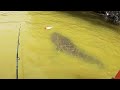TOPWATER FISHING For INSANE CATFISH