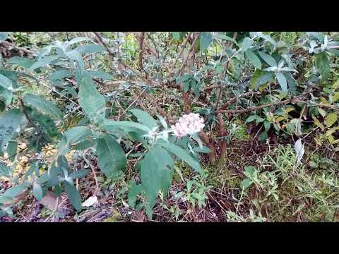 Helianthemum flower to flowering quince