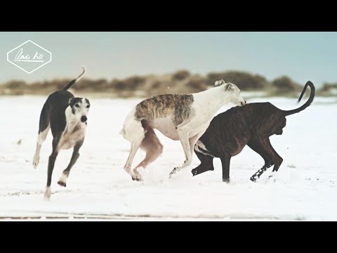 Turbostaat - Tut es doch weh (Official Video)