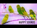 Budgie Noises To Make Them Dance