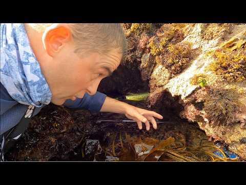 Coastal Foraging - Lobster, Crab & Sea Creatures with Delicious Beach Fire Cookup | The Fish Locker