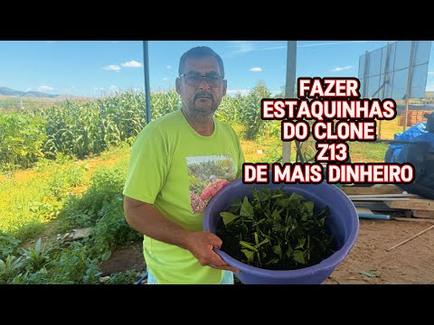 Como ganhar dinheiro com brutos do clone(z13)