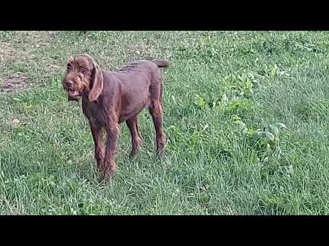 pudelpointer male 2