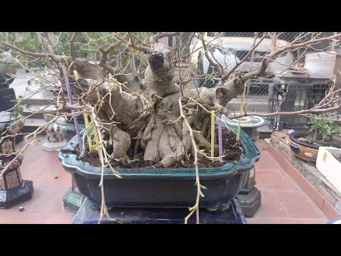 Cùng ngắm tác phẩm sanh quê bonsai đẹp đang dần hoàn thiện