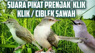 Download lagu Suara Pikat Prenjak Klik Klik/Ciblek Sawah mp3