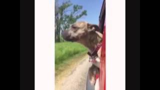 Bella Ridin Dirty (PITBULL SWAG)