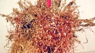 Hospital Ships - Servants