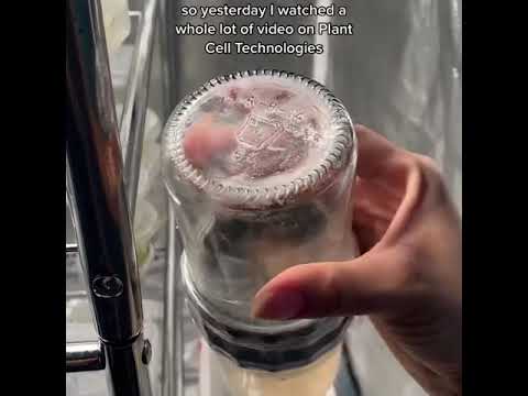 Home Lab Plant tissue culture updates | Plantsngreens with Elicia
