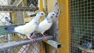 kabotar for sall hai 17 jai total 3 bare kabootar hai baki sab young..03318541109