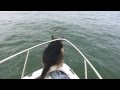 Overboard Maverick- Dog jumps on Dolphins (Really Funny-Must See)