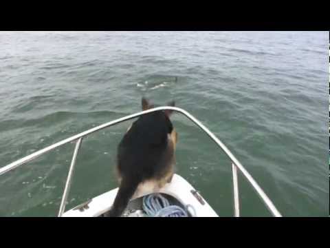 Overboard maverick - un chien saute sur des dauphins (très drôle - à voir absolument)