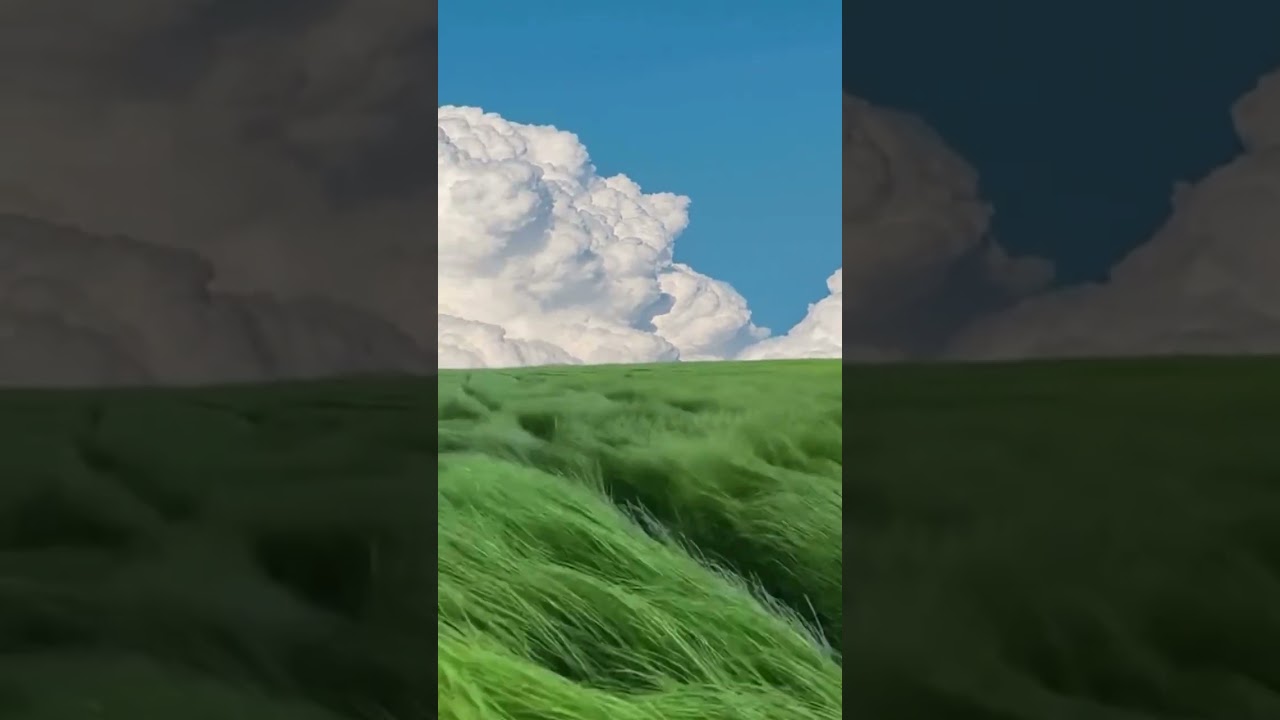 This beautiful field of long grass on a windy day #peaceful #relaxing