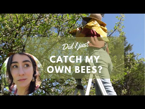 Did I Just Catch My Bees or someone else’s Bees?? (Swarm Catching)