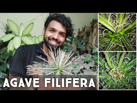 , title : 'Agave filifera Care Guide | Slow Growing Beauties For Your Garden | Nandanam Exotics | By Nirmal'