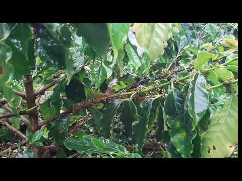 A variedade de Café mais produtiva  | 🚜 Roça com Carvalho.