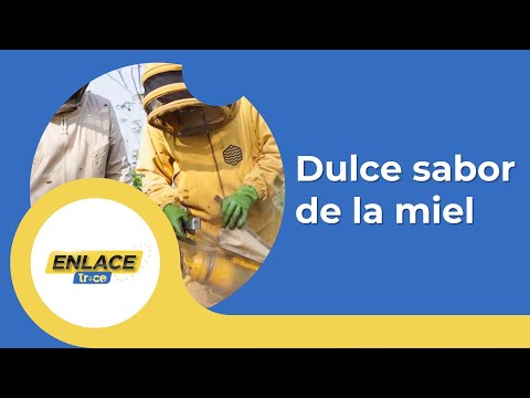 El dulce negocio de las abejas: Apicultura impulsa economía en el Casanare | Noticias Enlace Trece