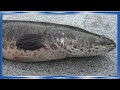 РЫБА В КАЗАНЕ НА КОСТРЕ, ЗМЕЕГОЛОВ С ХРУСТЯЩЕЙ КОРОЧКОЙ, рецепт китайской кухни РЫБА В КАЗАНЕ НА КОСТРЕ, ЗМЕЕГОЛОВ С ХРУСТЯЩЕЙ КОРОЧКОЙ, рецепт китайской кухни
