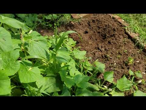 Growing Gourds: Part 2