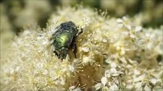 rose chafer beetle eat flowers