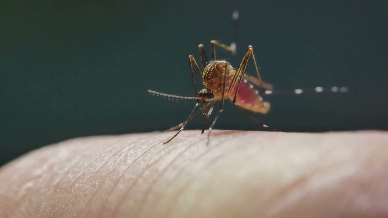 Part 7 : Vector control-Biology of Aedes albopictus Mosquitoes