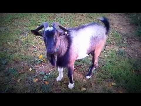 Goats aim to MISBEHAVE!!!!