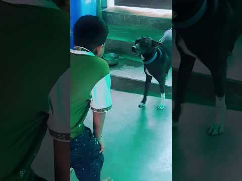Mahiye Jinna Sohna💞😇#shorts #youtube #dog #dogshorts #doglover #cutedog #pranati #shortvideo #viral