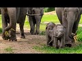 Two Cute Baby Elephants Get The Ultimate Zoomies