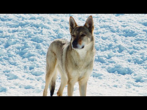 MIGUEL CABRERA & COCO JR - TODO SE PAGA (Videoclip Oficial)