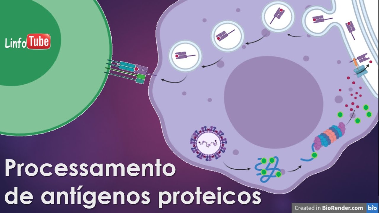 Processamento de antígenos proteicos