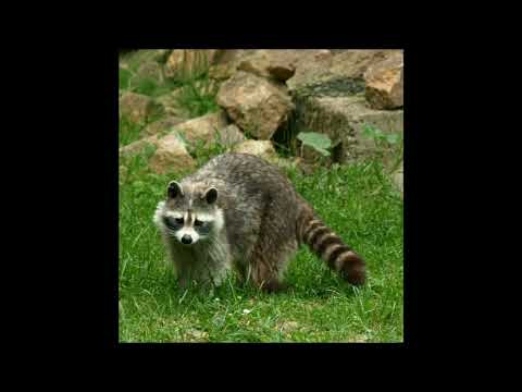 RAKUNHI - Hanya Kamu