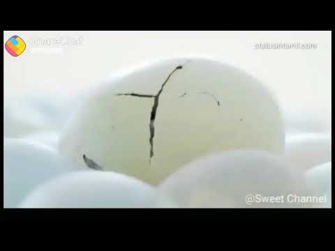 You have one suprise from aruna aruvi