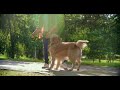 Funny Dog