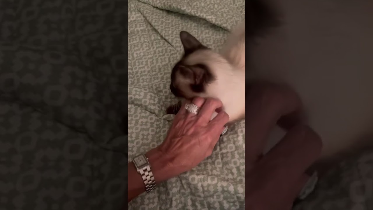 Enlarge Violet, an adopted Siamese in Tustin, CA video 6/6