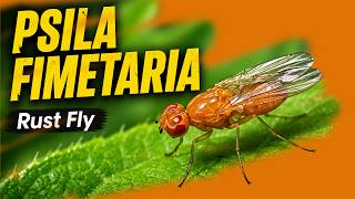 Psila fimetaria