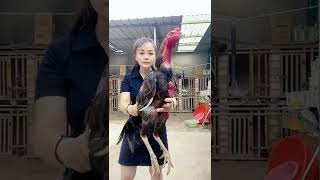 Download lagu ayam pukul mati#subscribe mp3 Download lagu ayam pukul mati#subscribe mp3