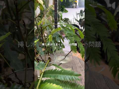 コップ一杯の水で挿し木をするにはどうすればよいですか？水から取れる植物は何ですか?  庭園