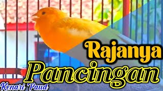 Download lagu PANCINGAN PERANGSANG BUNYI KENARI STRES MACET AGAR GACOR LAGI mp3