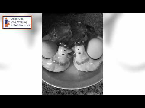 Dacorum Dog Walking & Pet Services video.