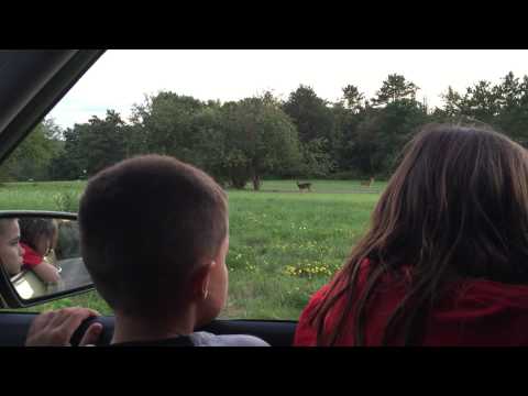 Harrisville, PA Deer Spotting